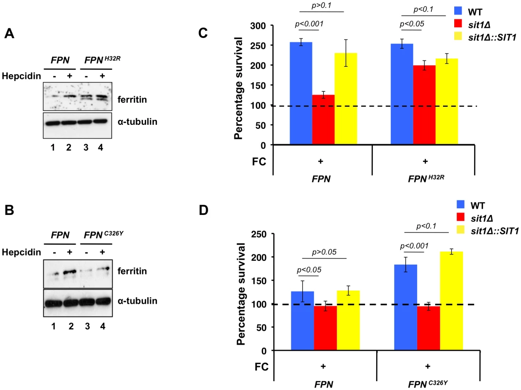 Macrophage models of Fe homeostasis disease modulate survival of <i>C. glabrata</i> and dependence on siderophore Fe.