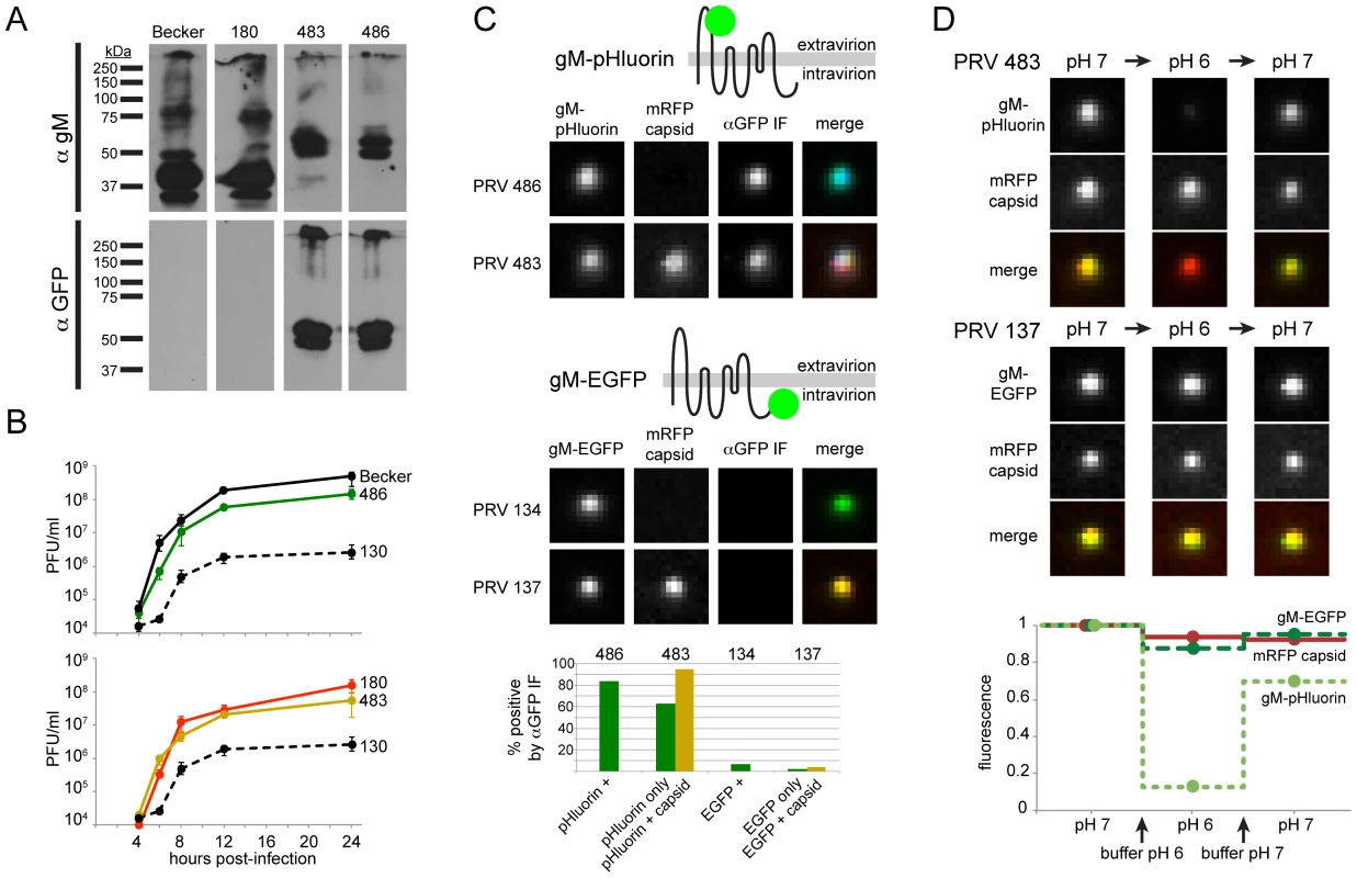 Characterization of PRV recombinants.