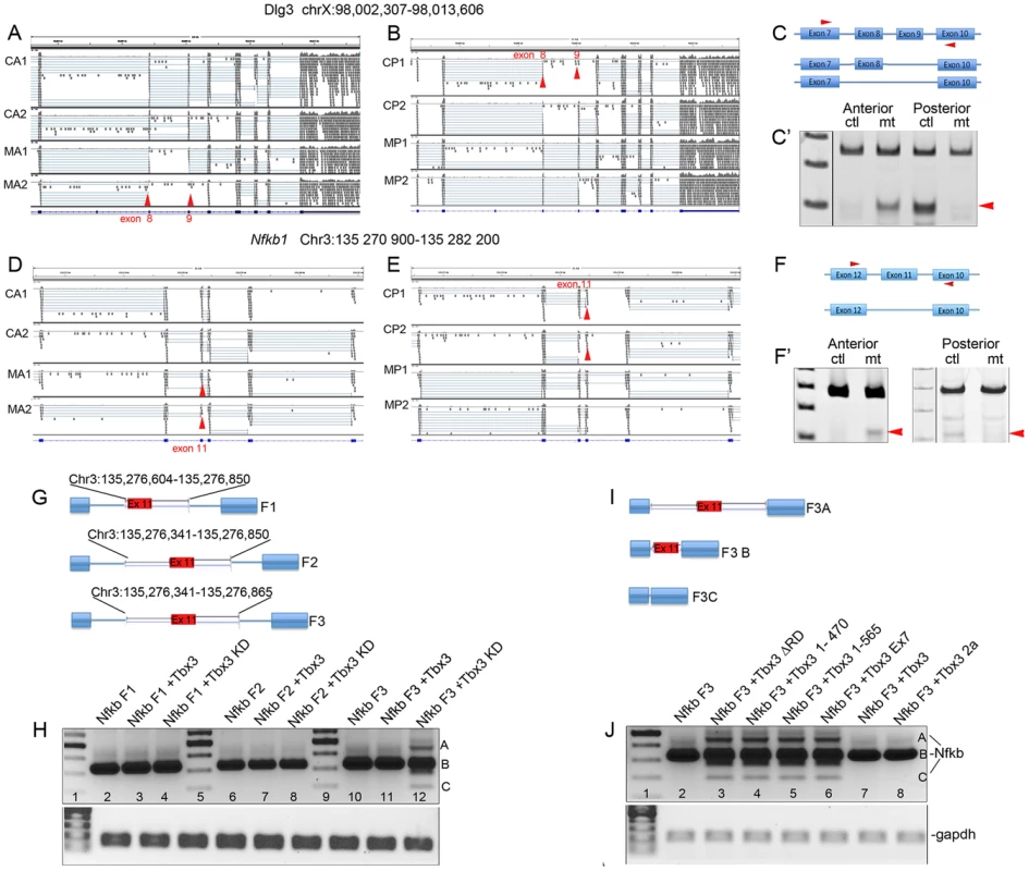Tbx3 regulates alternative splicing <i>in vivo</i>.