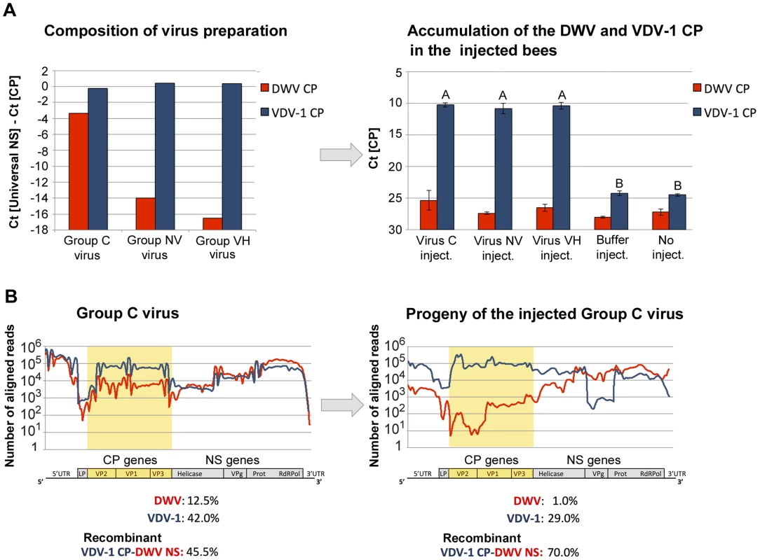 Changes in the strain composition of DWV complexes in honeybee pupae following direct injection of virus.
