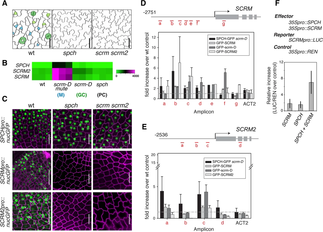 Molecular framework of the SPCH•SCRM positive feedback for stomatal-lineage specification.