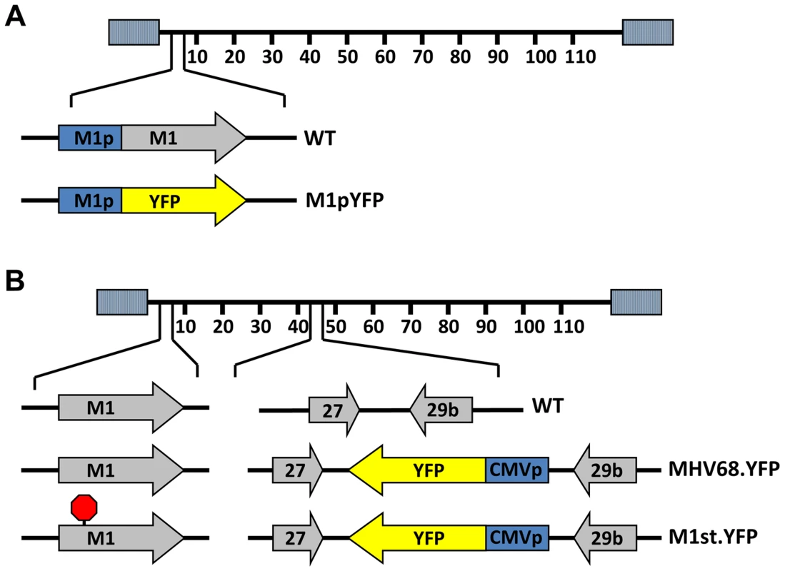 Generation of YFP reporter viruses.