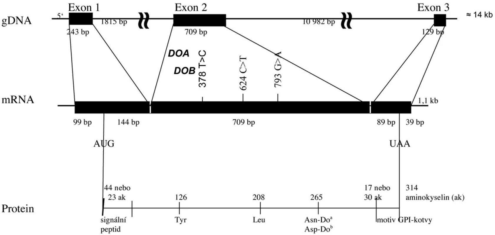 Diagram DO genu a Do glykoproteinu.