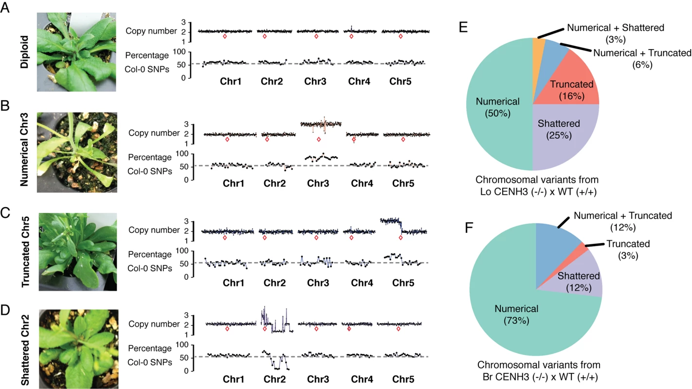 Characterization of aneuploid genotypes using whole-genome sequencing.