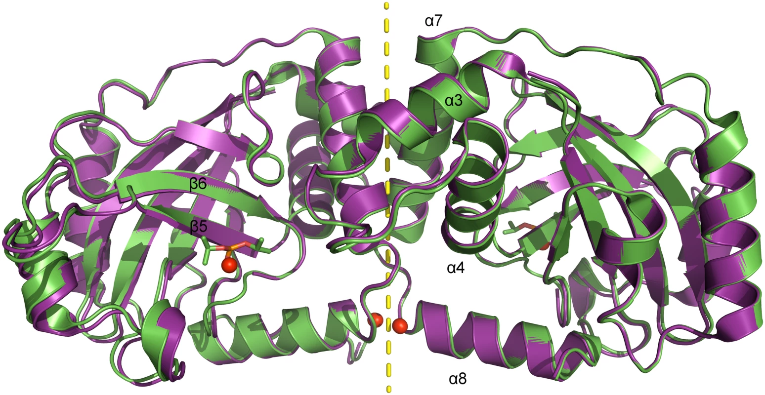 Superposition of dimeric pUL26N from PrV with and without bound inhibitor.