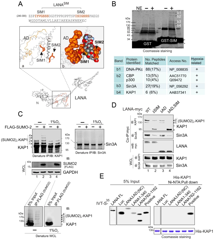 The LANA<sup>SIM</sup> motif interacts with hypoxia-sensitive poly-SUMO2 modified chain of KAP1.