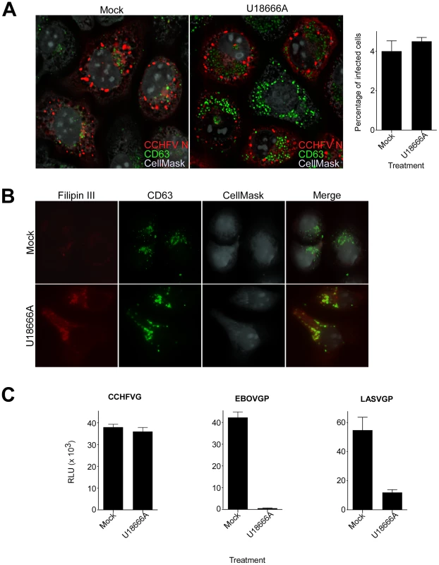 Lipid transport out of MVBs is dispensable for CCHFV entry.