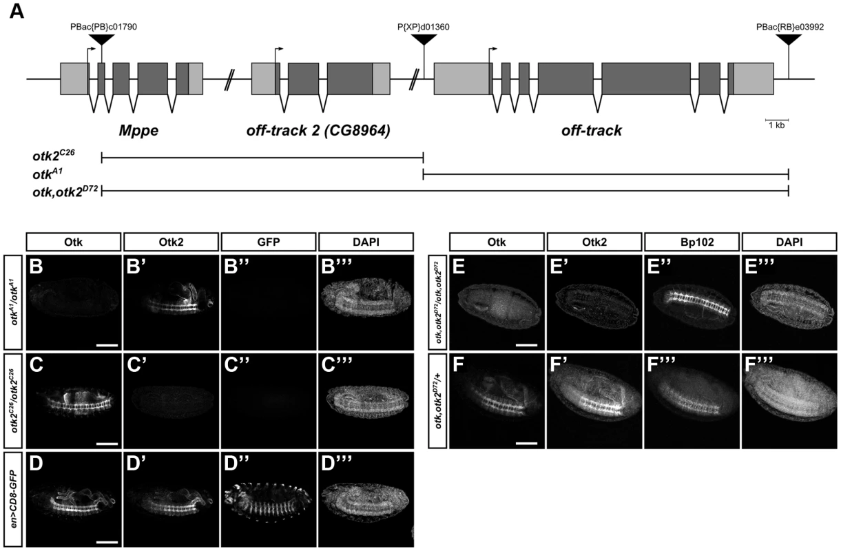 Generation of <i>otk</i> and <i>otk2</i> null alleles.