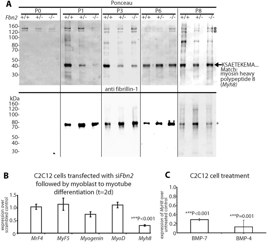 Myosin heavy chain 8, a perinatal myosin, in <i>Fbn2</i> null forelimb muscle and in C2C12 cultures.