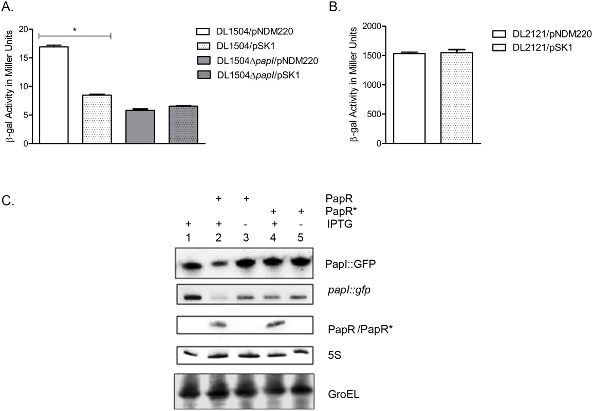 PapR mediated <i>papI</i> repression.