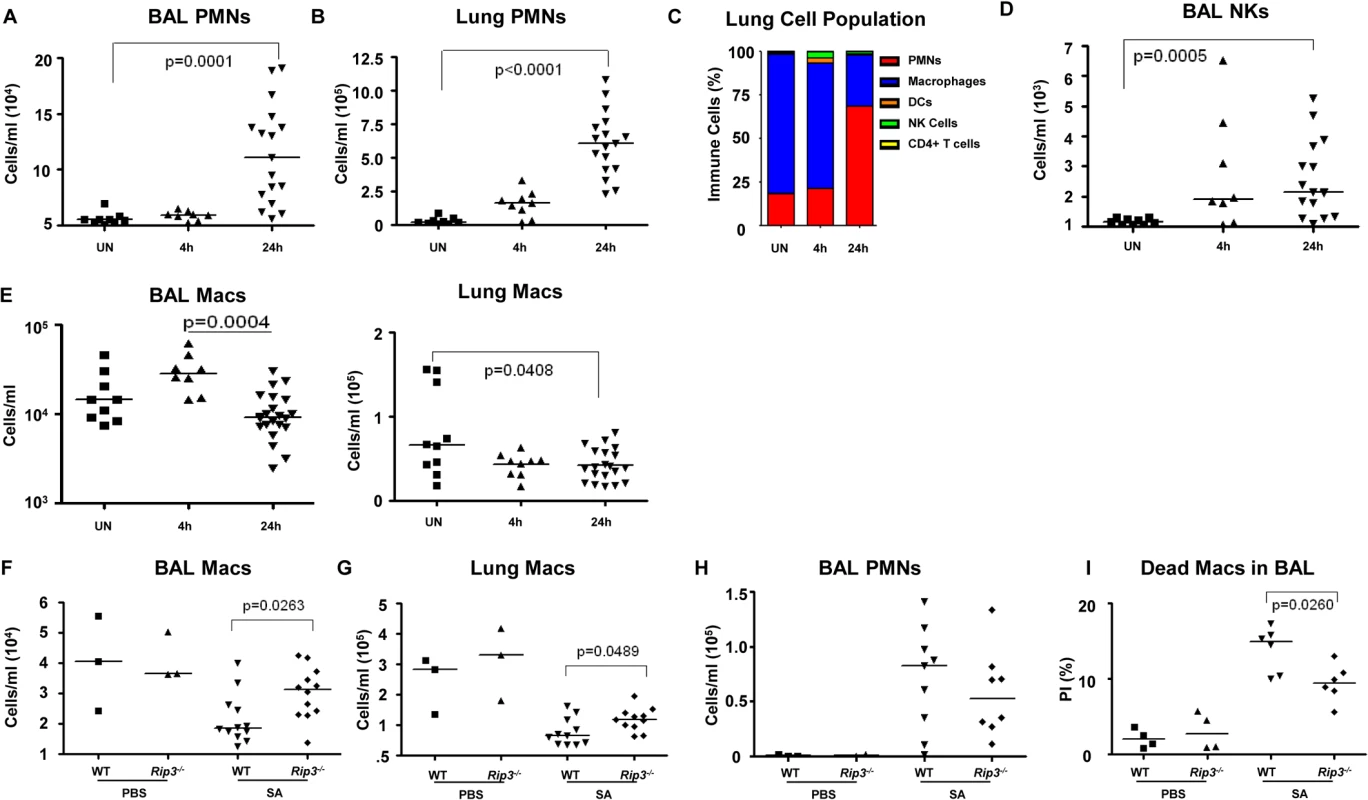 Macrophage expansion is limited during SA pneumonia.
