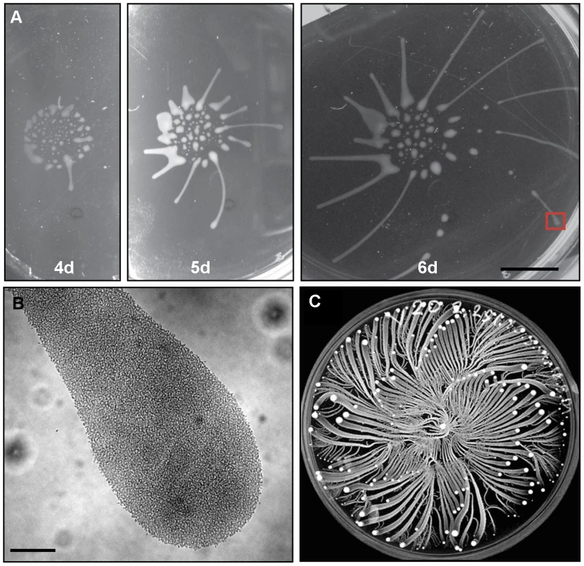 <i>T. brucei</i> social motility results in polarized migration outward from the site of inoculation.