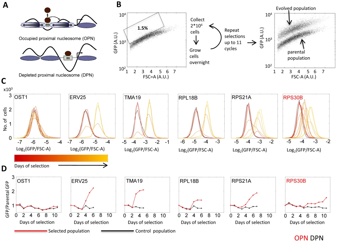 Selection for high gene expression.