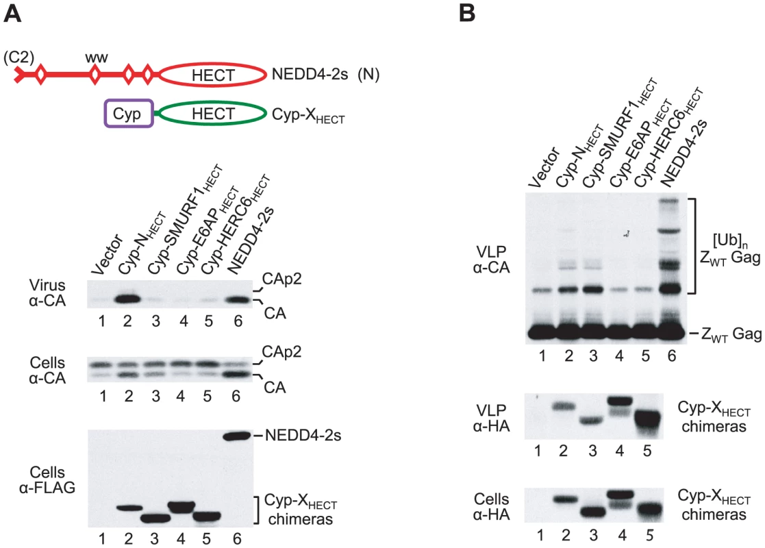 Induction of Gag ubiquitination is not sufficient to rescue of HIV-1 release.