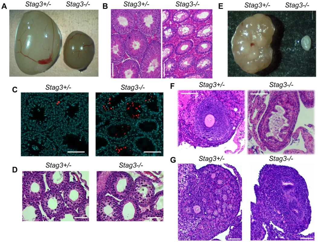 <i>Stag3</i> mutation results in gonadal failure.