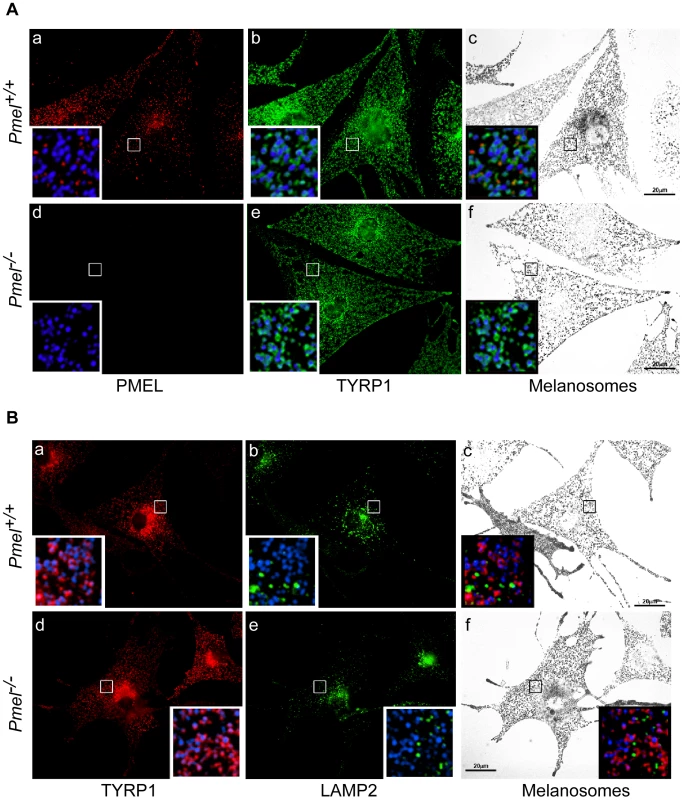 Immunofluorescence and bright field microscopy of primary melanocytes from C57BL/6 wild-type (<i>Pmel<sup>+/+</sup></i>) and knockout (<i>Pmel</i><sup>−/−</sup>) mice.