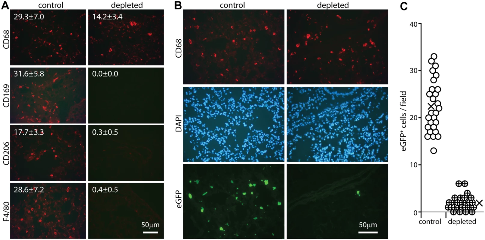 Effect of macrophage depletion on host entry.