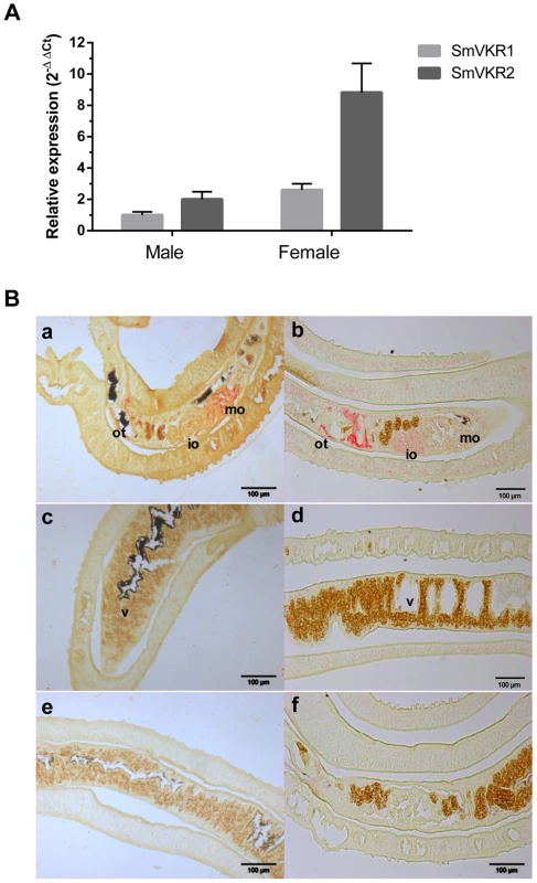SmVKR1 and SmVKR2 expression patterns in adult worms.