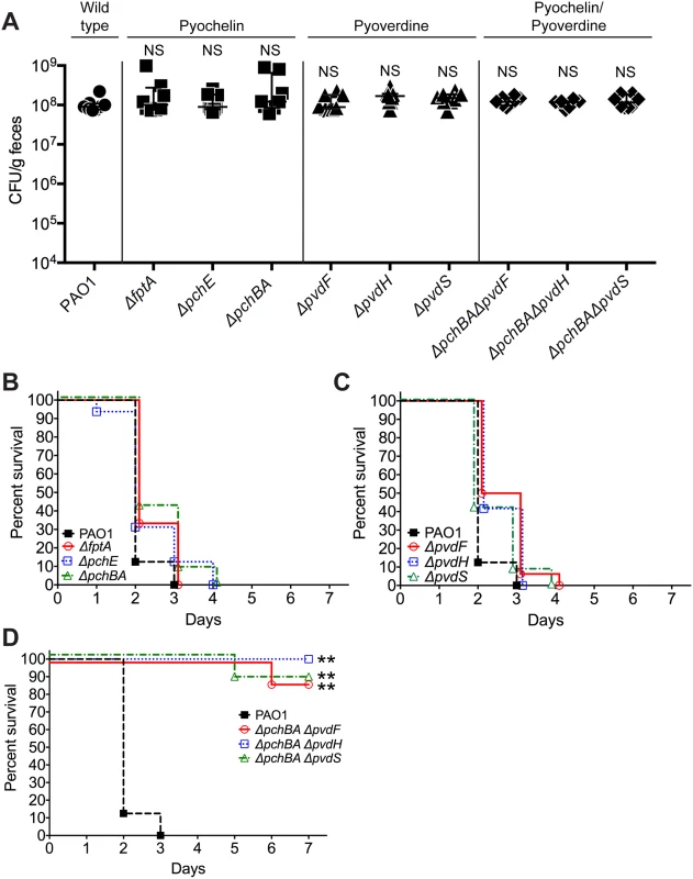 Deletion of <i>P</i>. <i>aeruginosa</i> pyochelin and pyoverdine genes attenuates <i>P</i>. <i>aeruginosa</i> virulence.