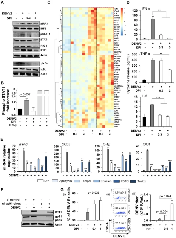 Cellular oxidative stress response is required to mediate DENV-induced innate immune responses.