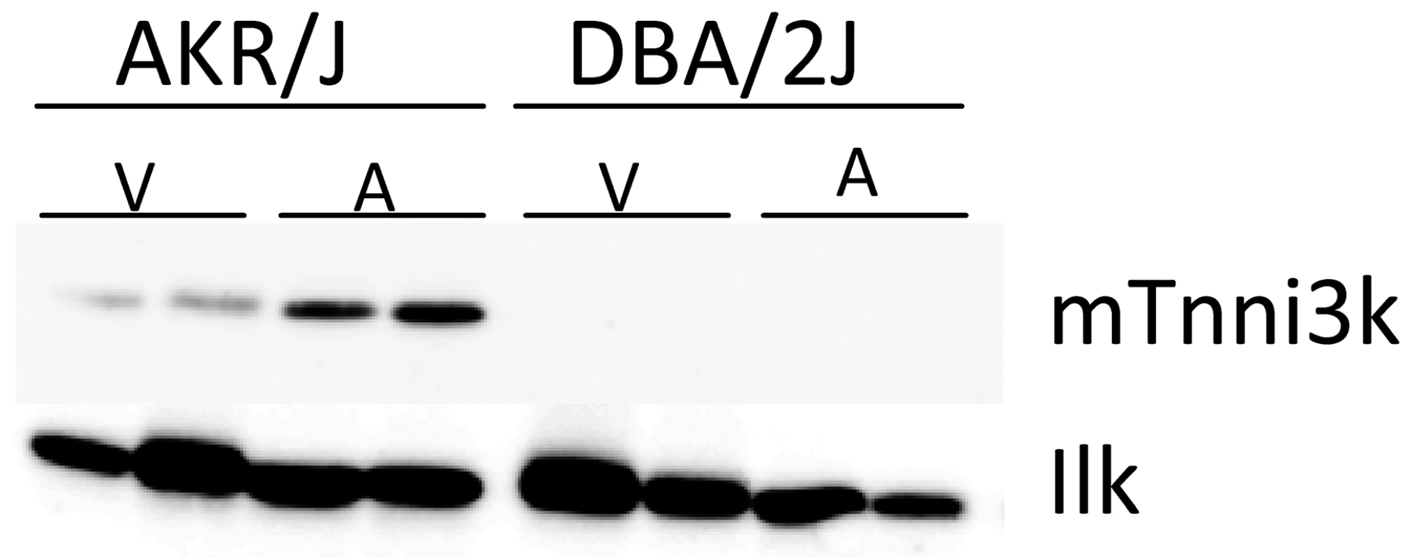 Tnni3k protein levels.