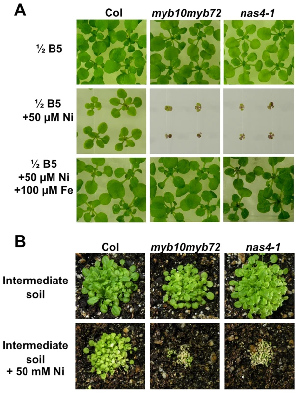 <i>myb10myb72</i> and <i>nas4-1</i> mutants are sensitive to excess nickel.