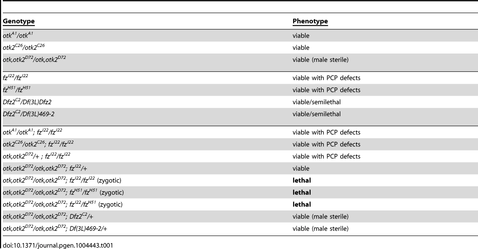 The <i>otk, otk2<sup>D72</sup></i> double mutant genetically interacts with <i>fz</i>.
