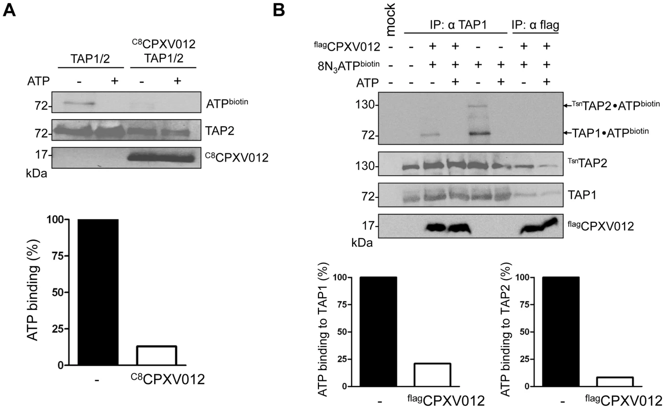 CPXV012 blocks ATP binding to TAP1 and TAP2.
