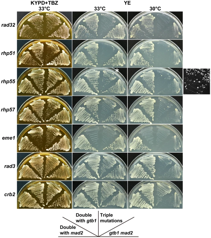 Synergistic effects of DNA repair-related mutants on the <i>gtb1 mad2</i> double mutant.