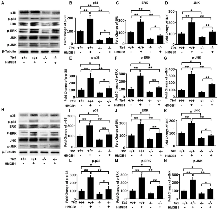 Expression of total and phosphorylated p38, ERK and JNK.