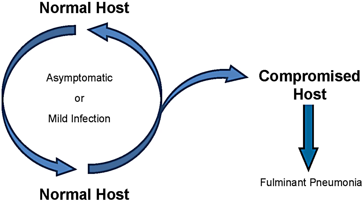 Proposed transmission cycle for <i>Pneumocystis</i> based on the normal host, likely infants, serving as the reservoir of infection.