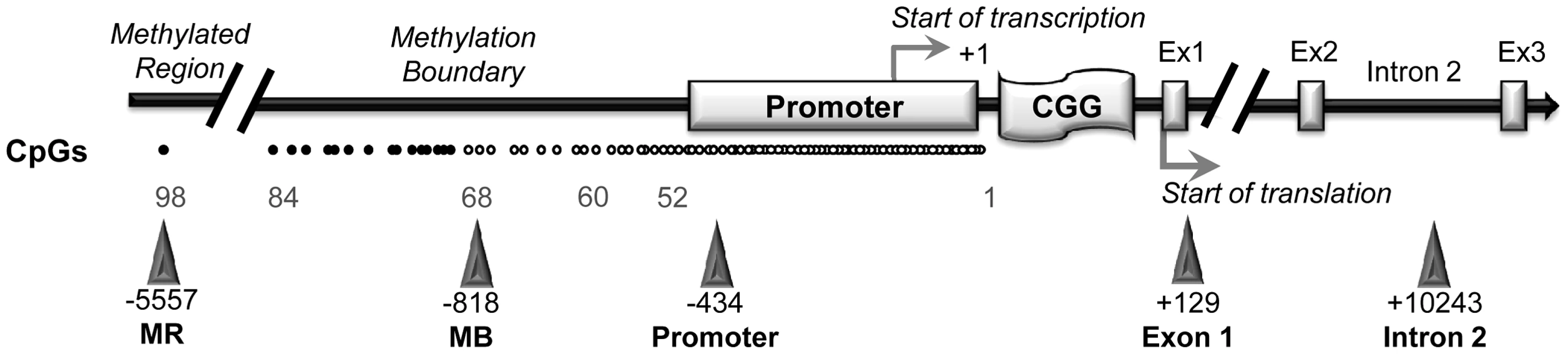 CTCF binding sites on <i>FMR1</i> locus.