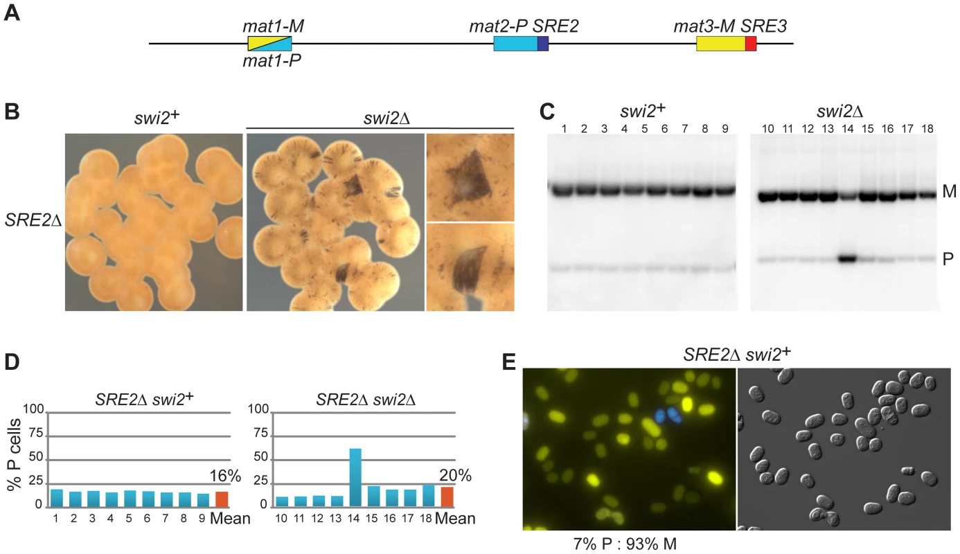 Deletion of SRE2 reduces use of <i>mat2-P</i>.