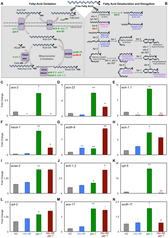 NHR-49 up-regulates the expression of genes involved in different steps of mitochondrial β-oxidation upon germline loss.
