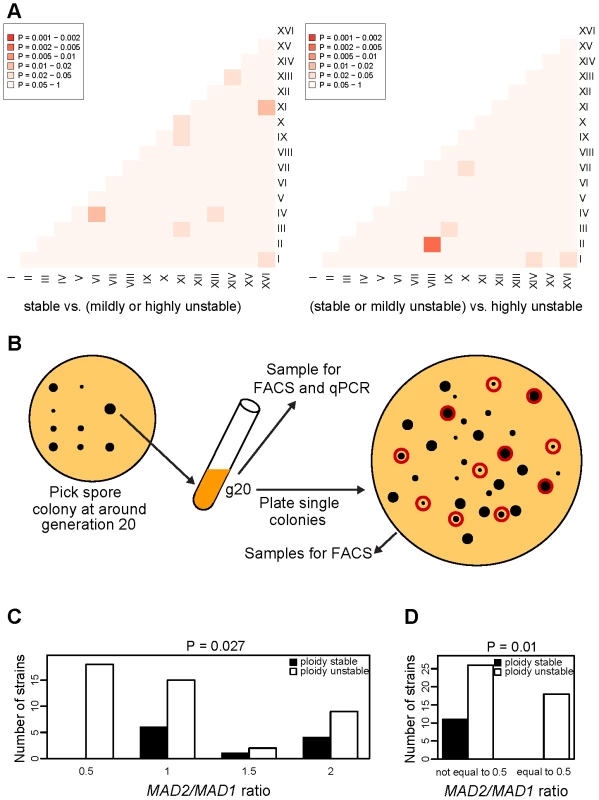 Association of chromosome copy number imbalance with CIN.