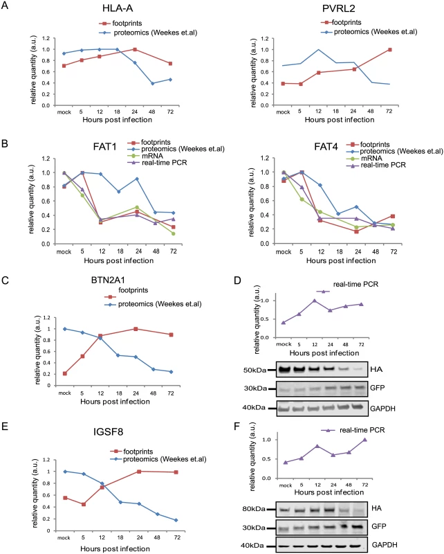 Integration between ribosome footprints and protein abundance allows detection of immune ligands that are degraded during infection.