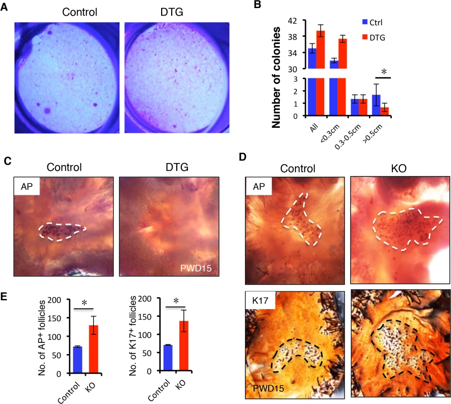 <i>miR-22</i> induction represses HFSC colony formation capacity and hair neogenesis.