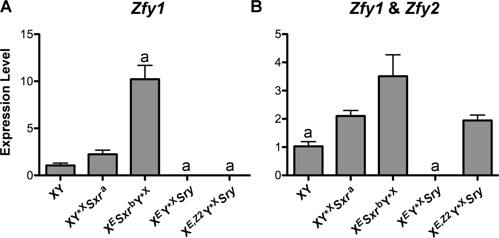 <i>Zfy</i> expression.