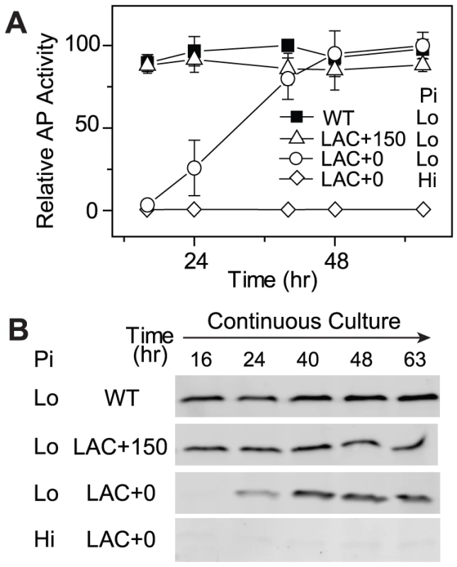 Cells expressing low levels of PhoB adapt to Pi-deplete environments by increasing PhoB expression.
