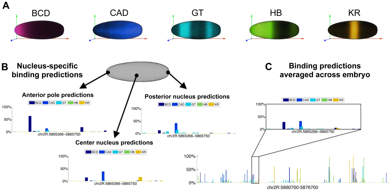 Predicting binding in single-nucleus resolution.