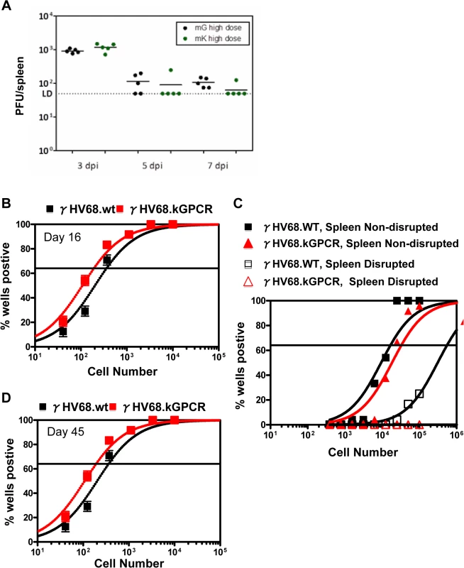 Acute and latent infection of γHV68 in mouse.