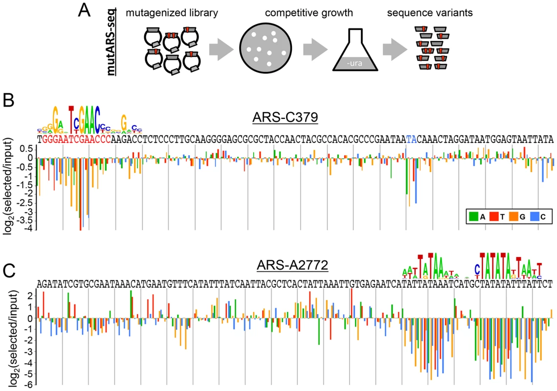 Deep mutational scanning of <i>P. pastoris</i> ARSs.