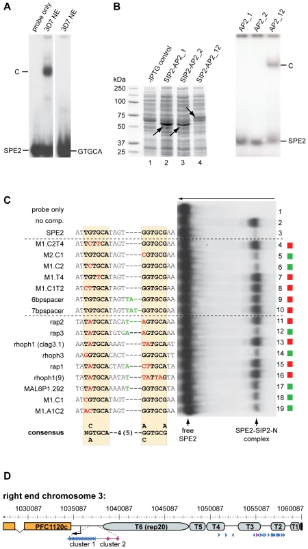 Binding of PfSIP2-N to SPE2 is highly sequence-specific and requires a bipartite motif and both adjacent AP2 domains.