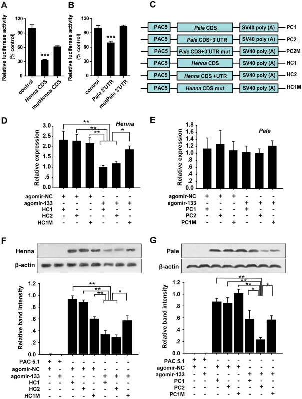 miR-133 targets the coding region of <i>henna</i>, but it targets the 3′ UTR of <i>pale</i>.