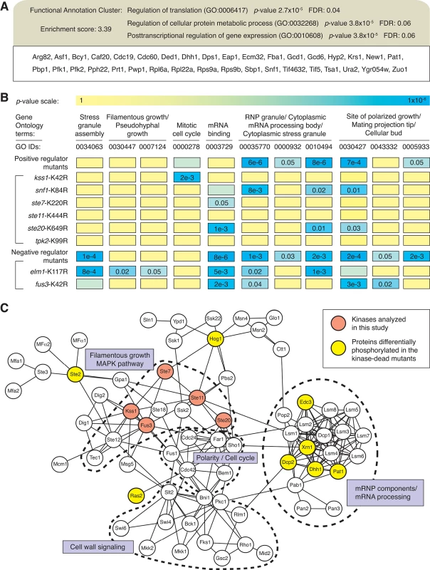The yeast pseudohyphal growth kinase signaling network is enriched in proteins contributing to mRNP granule function.
