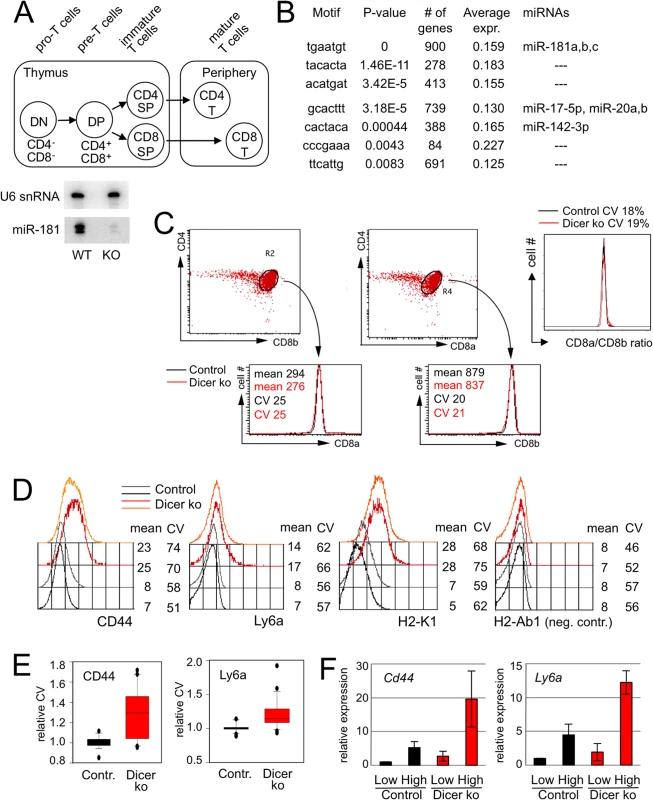 microRNA-dependent regulation of gene expression in developing thymocytes.