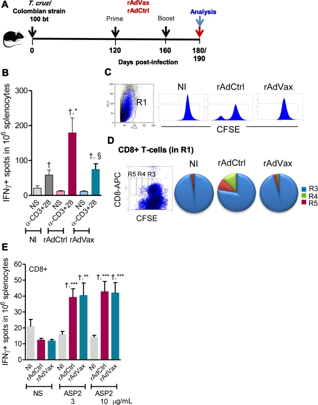 Shift of the immune response through rAdVax immunotherapy in chronically <i>T. cruzi</i>-infected mice.