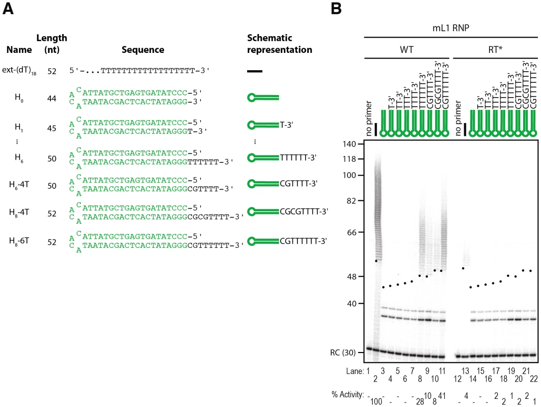 The L1 RNP preferentially extends double-stranded DNA with a 3′ overhang.