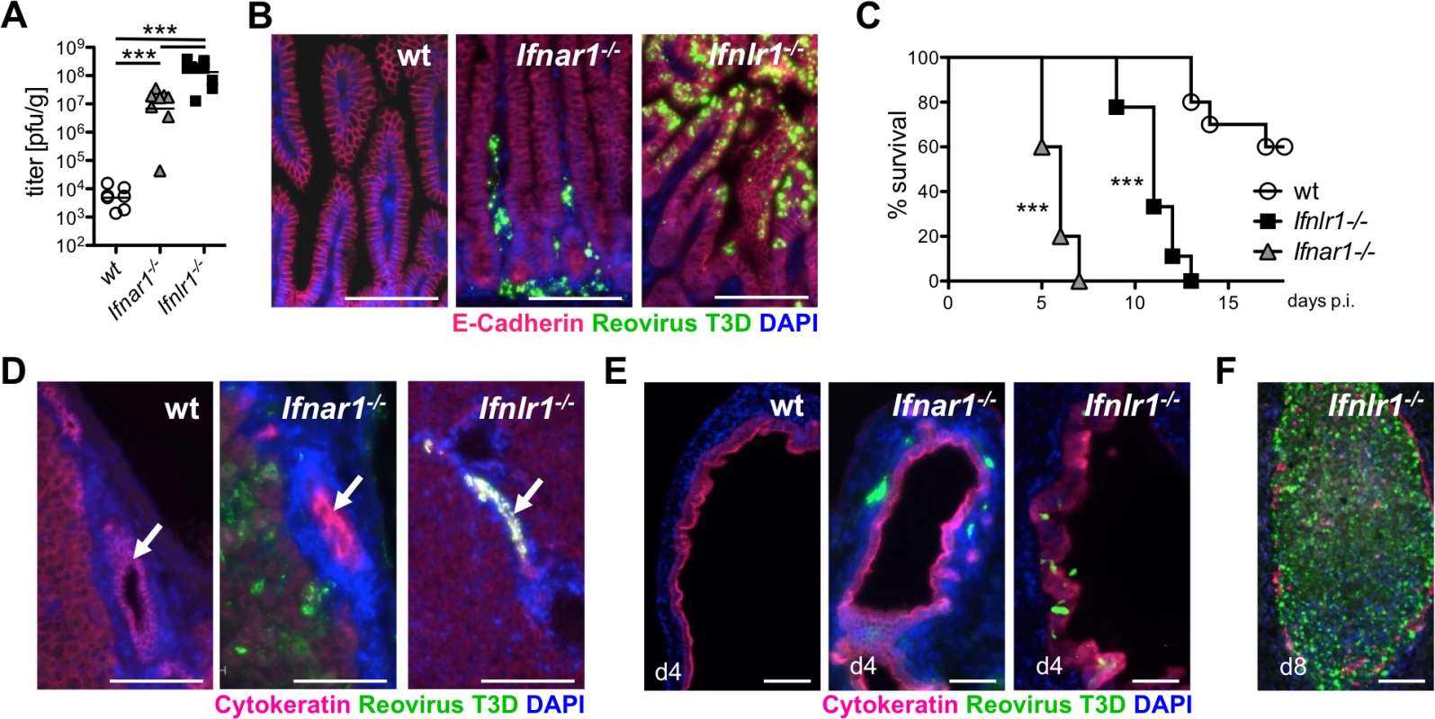 Reovirus replicates extensively in epithelial cells of intestine and biliary tract and induces fatal liver disease in suckling mice lacking functional IFN-λ receptors.