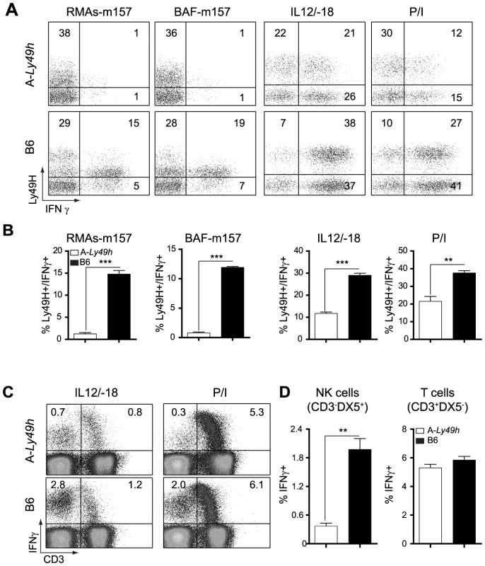 Decreased IFNγ production by Ly49H<sup>+</sup> NK cells in A/J mice.